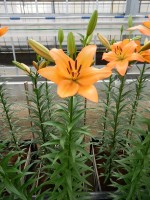 [5089 Talisker No02.JPG]